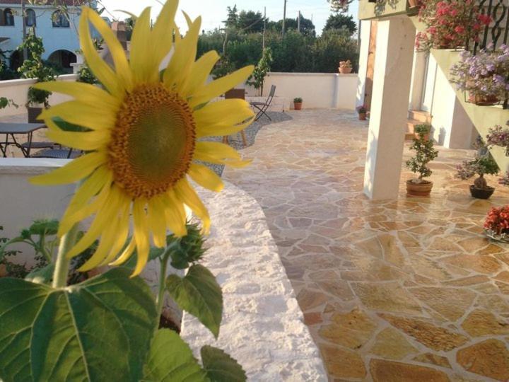 Art Rooms Joyful People Alberobello Exteriör bild